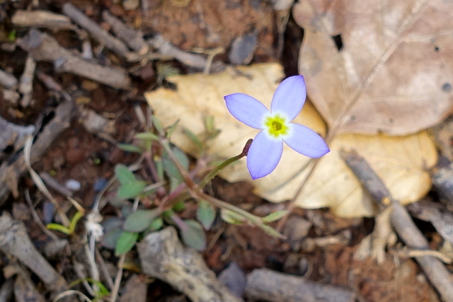 Houstonia caerulea