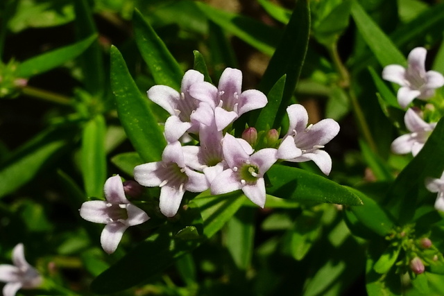 Houstonia longifolia