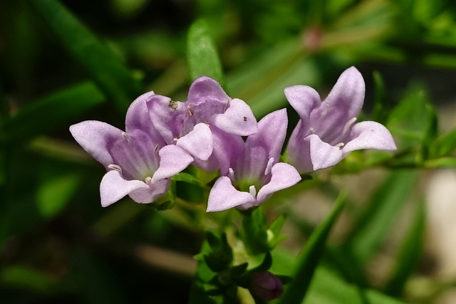 Houstonia longifolia