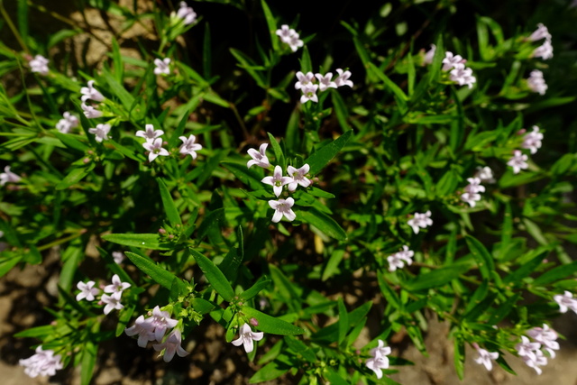 Houstonia longifolia