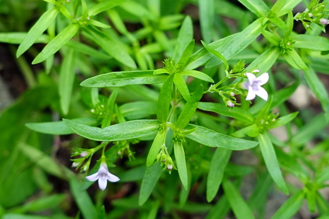 Houstonia longifolia - leaves