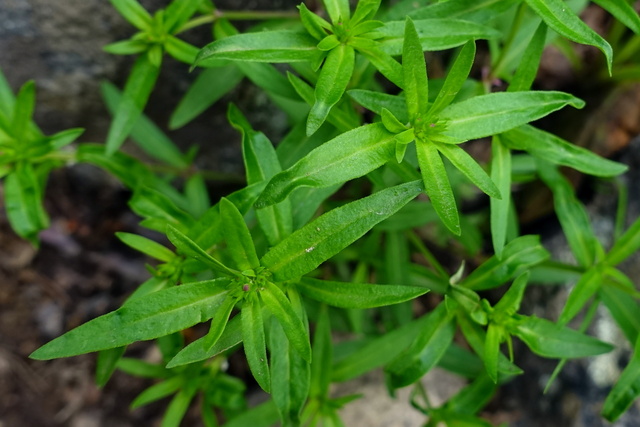 Houstonia longifolia - leaves