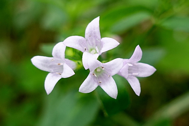 Houstonia purpurea