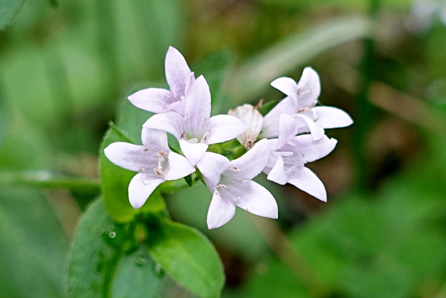 Houstonia purpurea