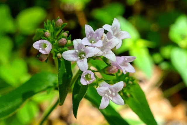 Houstonia purpurea