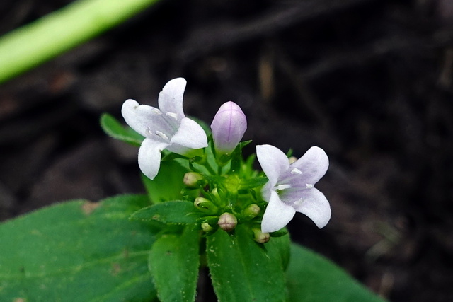 Houstonia purpurea