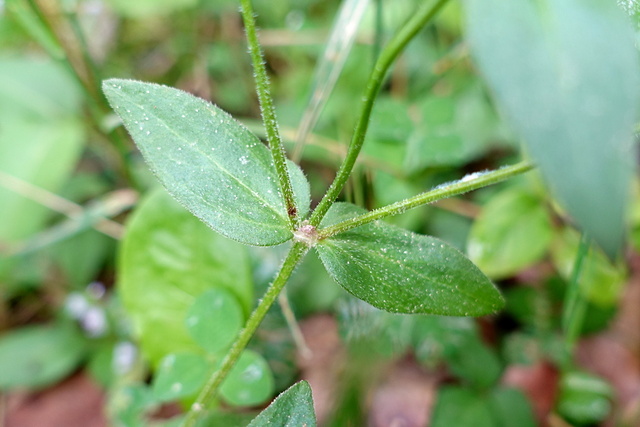 Houstonia purpurea - leaves