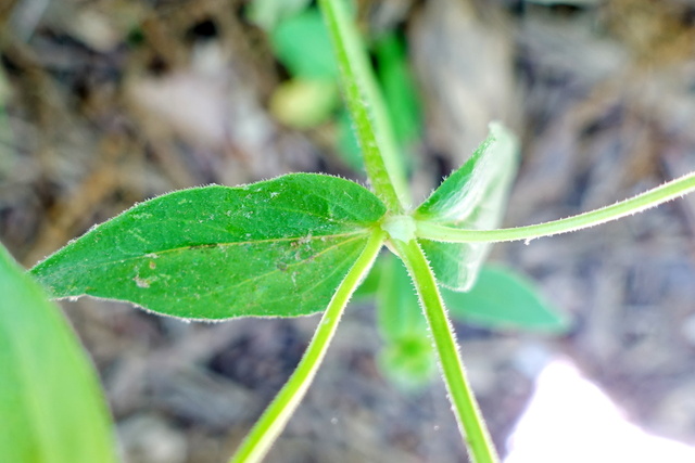 Houstonia purpurea - leaves