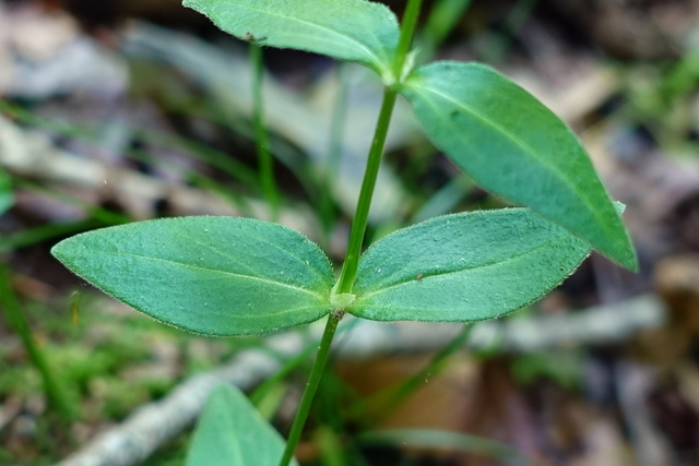 Houstonia purpurea - leaves