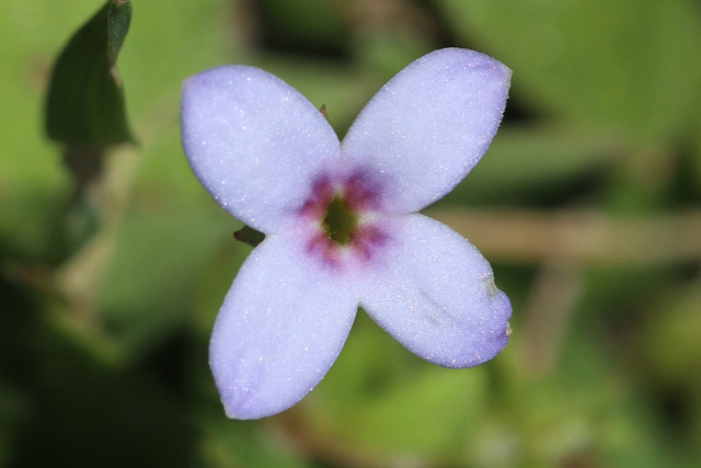 Houstonia pusilla