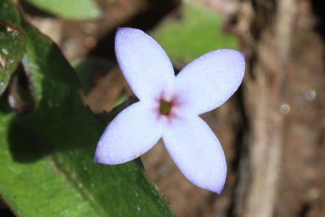 Houstonia pusilla