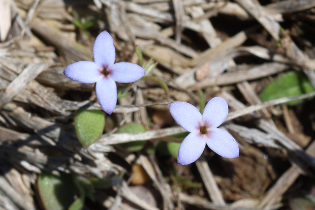 Houstonia pusilla