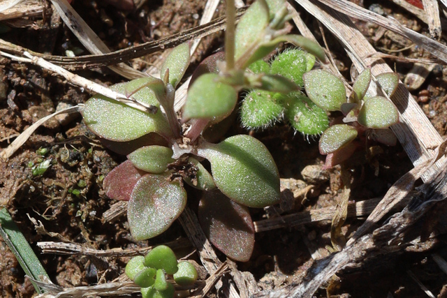 Houstonia pusilla - leaves