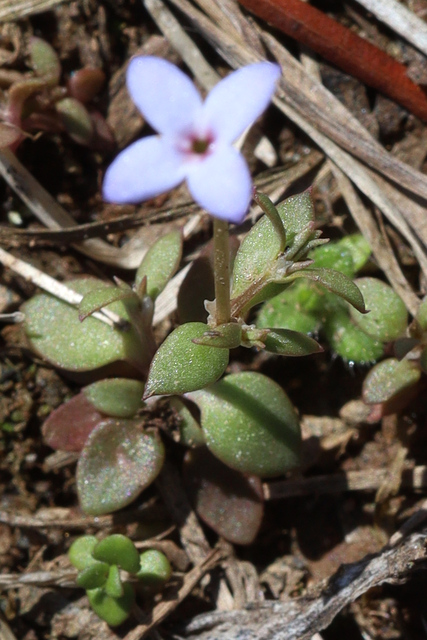 Houstonia pusilla - leaves