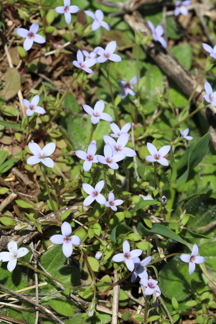 Houstonia pusilla - plants