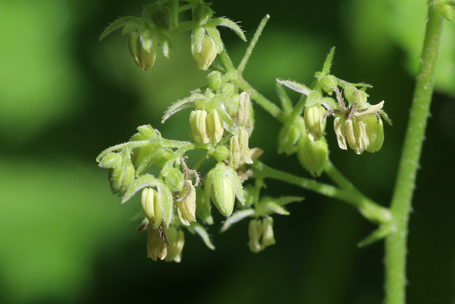 Humulus scandens