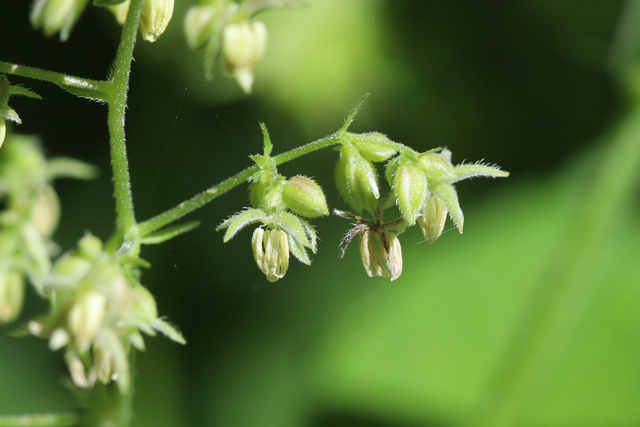 Humulus scandens