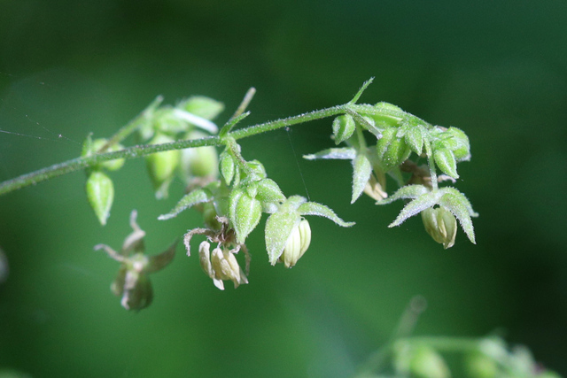 Humulus scandens