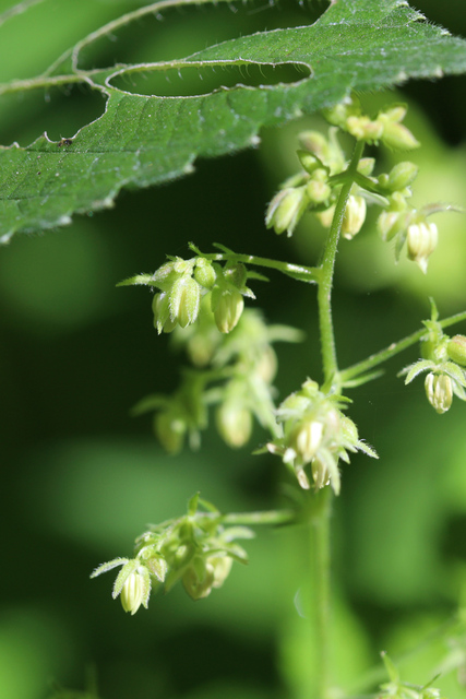 Humulus scandens