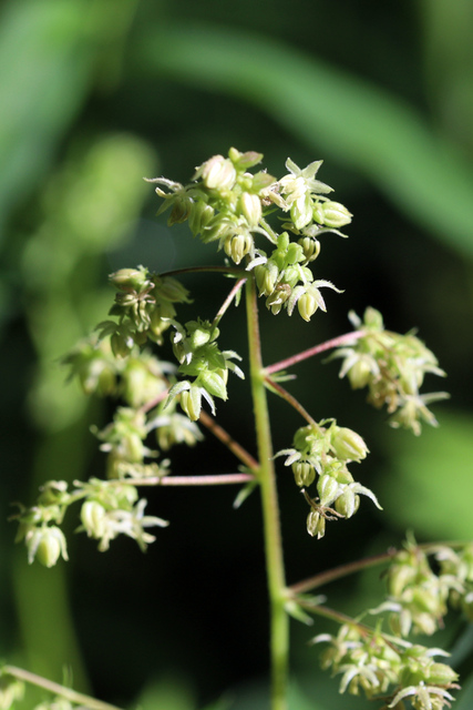 Humulus scandens