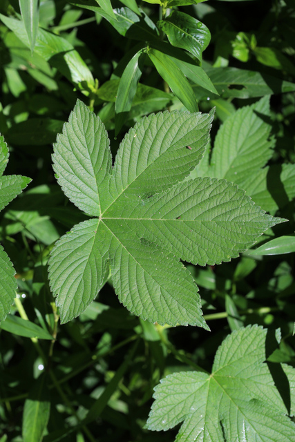 Humulus scandens - leaves