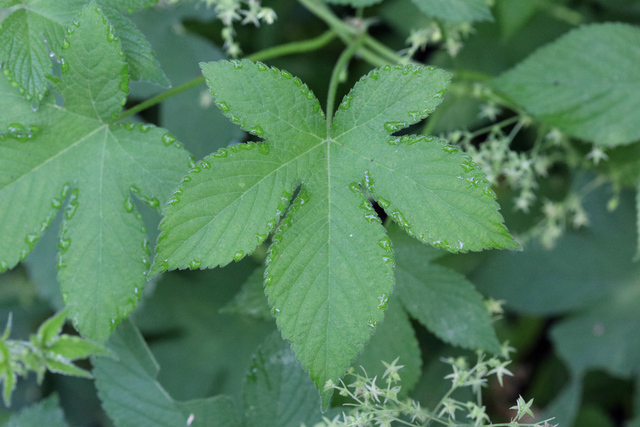 Humulus scandens - leaves