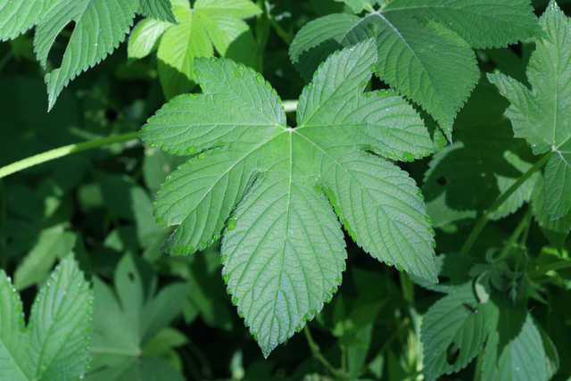 Humulus scandens - leaves