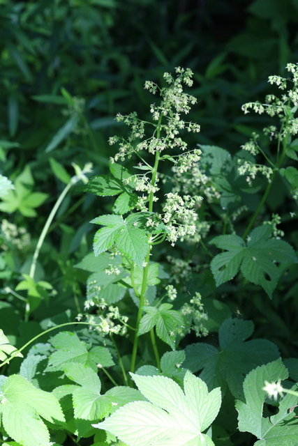 Humulus scandens - plants