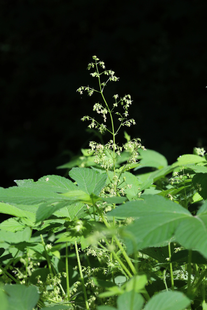 Humulus scandens - plants