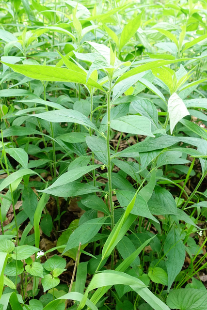 Hybanthus concolor - plant