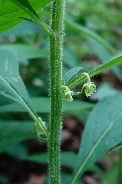 Hybanthus concolor - stem
