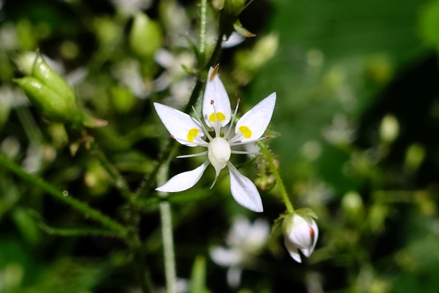 Hydatica petiolaris