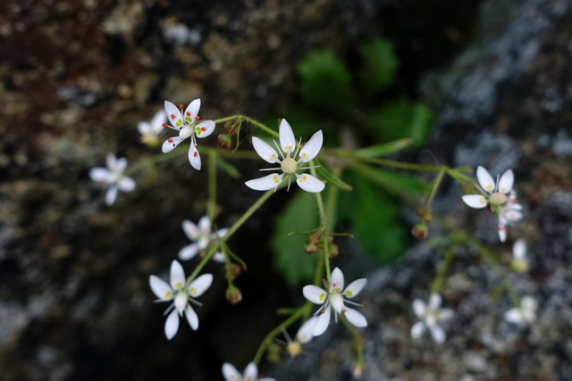 Hydatica petiolaris