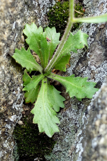 Hydatica petiolaris - leaves