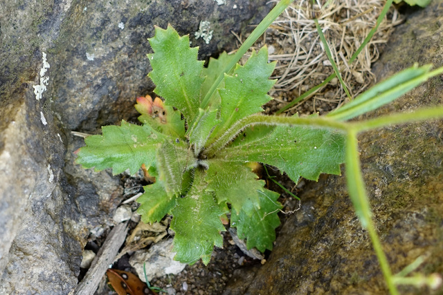 Hydatica petiolaris - leaves