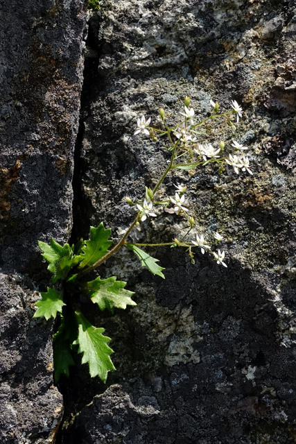 Hydatica petiolaris - plant