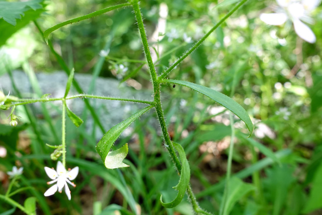 Hydatica petiolaris - stem