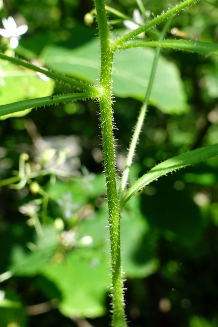 Hydatica petiolaris - stem