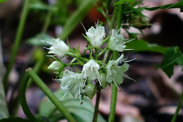 Hydrophyllum canadense