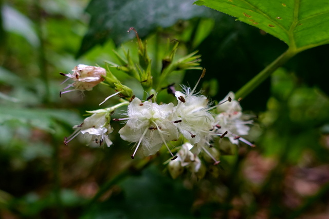 Hydrophyllum canadense