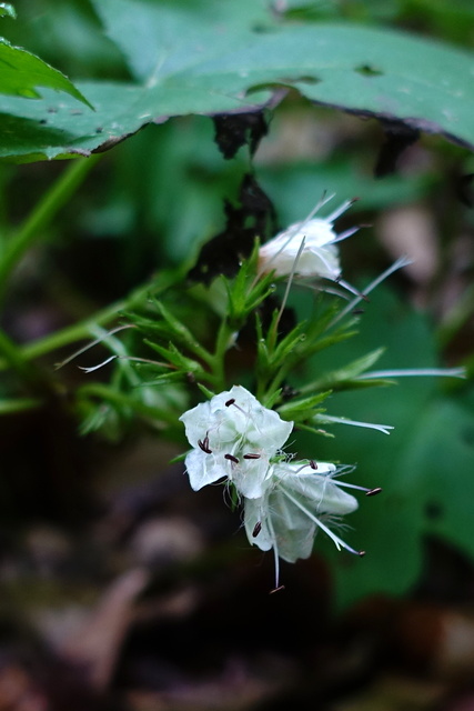 Hydrophyllum canadense