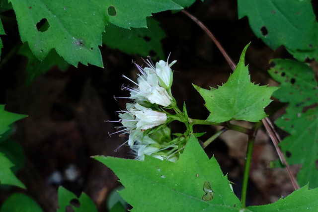 Hydrophyllum canadense