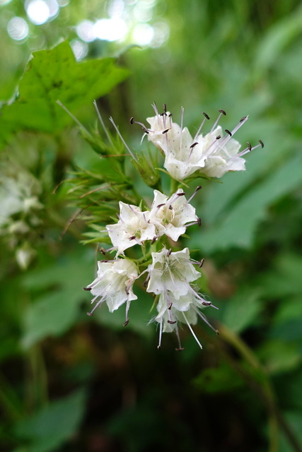 Hydrophyllum canadense