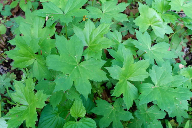 Hydrophyllum canadense - leaves