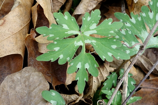 Hydrophyllum canadense - young leaves