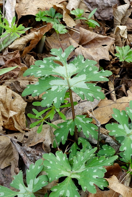 Hydrophyllum canadense - young leaves