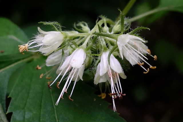 Hydrophyllum virginianum