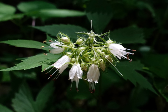 Hydrophyllum virginianum