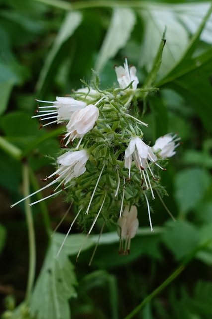 Hydrophyllum virginianum