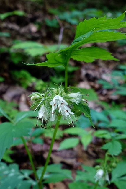 Hydrophyllum virginianum